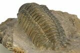 Multi-Toned Crotalocephalina Trilobite - Atchana, Morocco #323584-4